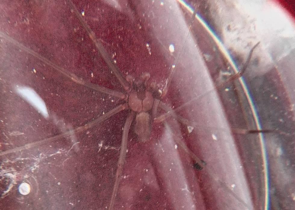 La Policía de Madrid atrapa una supuesta araña venenosa en Vallecas