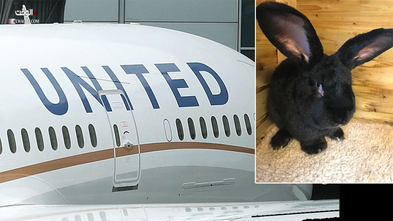 دعوى قضائية ضد شركة طيران بسبب أرنب