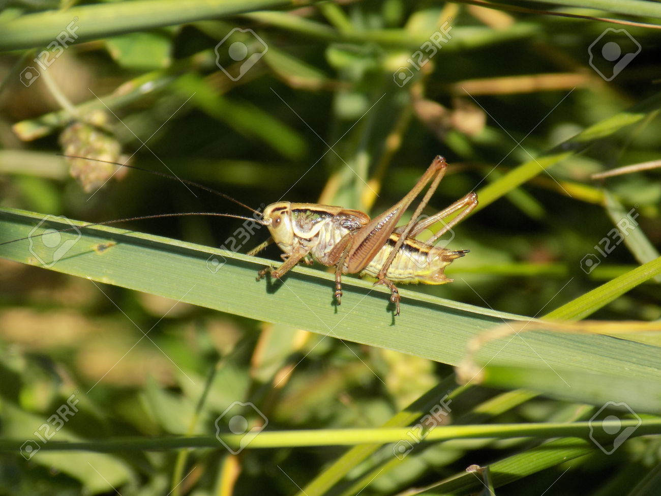 Adiós a los insectos de tu infancia