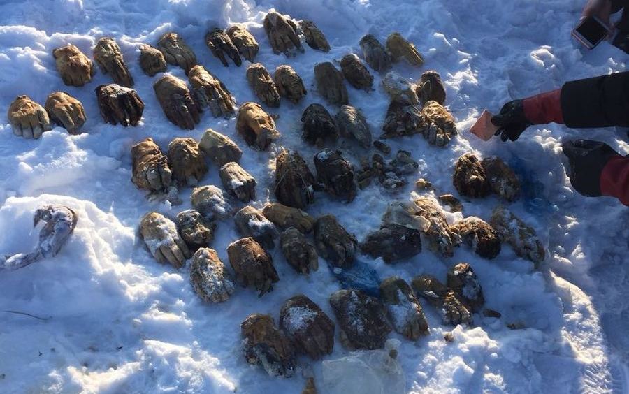 (GRAPHIC) Over 50 Cut-off Hands Found in Russia’s Khabarovsk