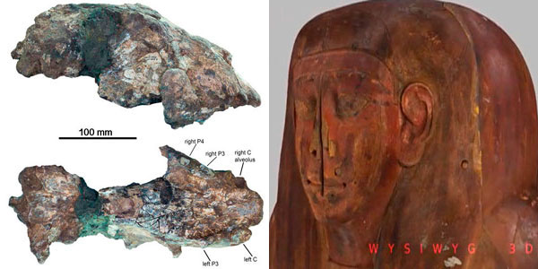 Descubren fósiles de leones gigantes y momia milenaria en ataud almacenado
