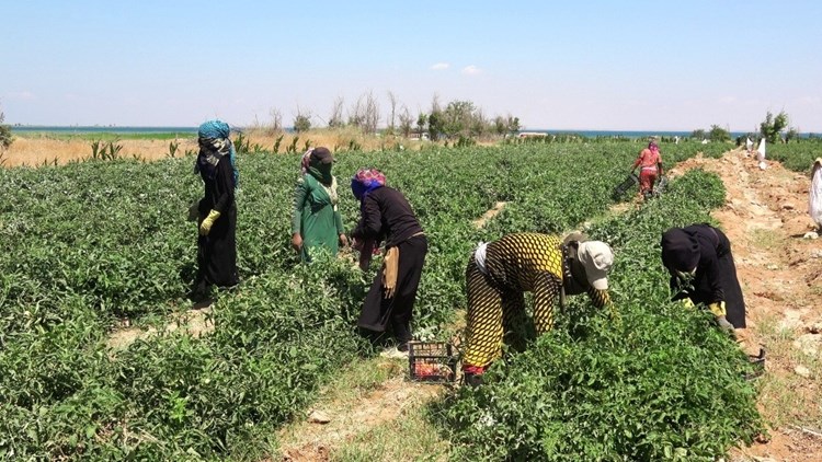 الحكومة السورية تواجه "قيصر" بالزراعة .. لا خوف على رغيف الخبز