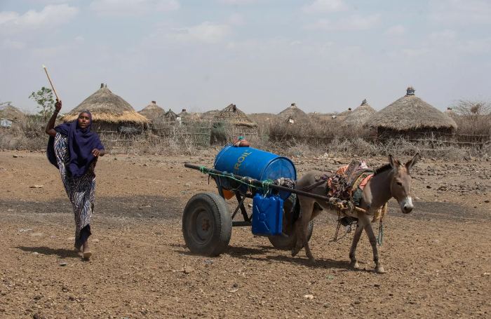 Millions Face Hunger in Horn of Africa amid Frequent Droughts: WFP