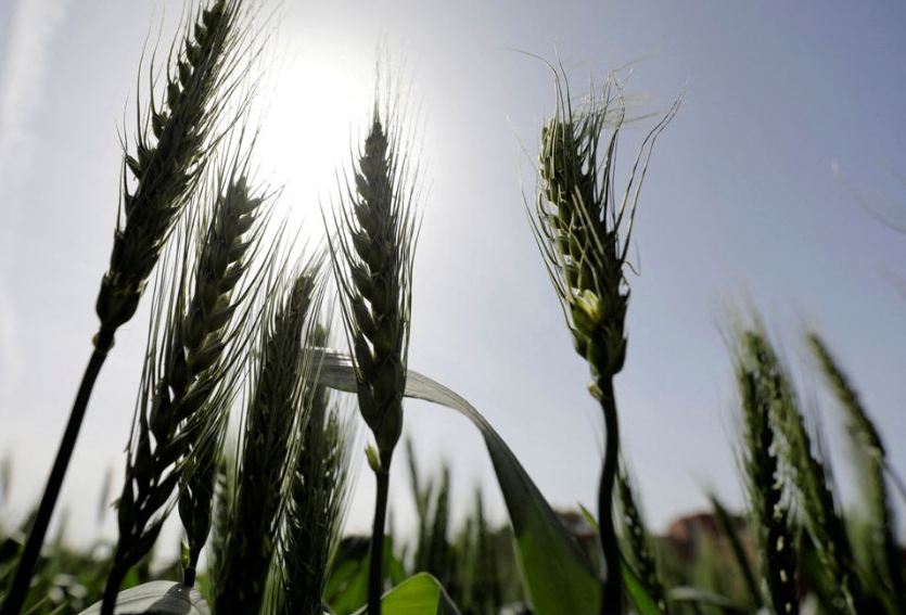Egypt’s Wheat Imports from Russia Rose in March despite War