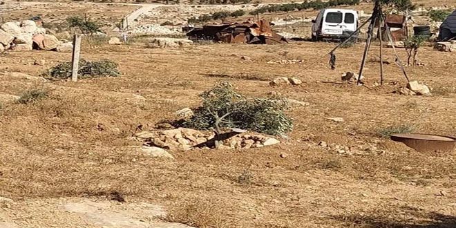 مستوطنون إسرائيليون يعتدون على أراضي الفلسطينيين وممتلكاتهم في الخليل