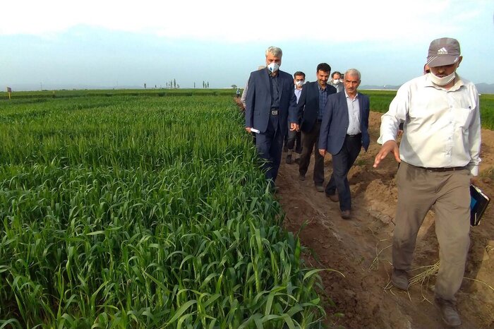إيران تتوقع الاستغناء عن استيراد القمح في العام القادم