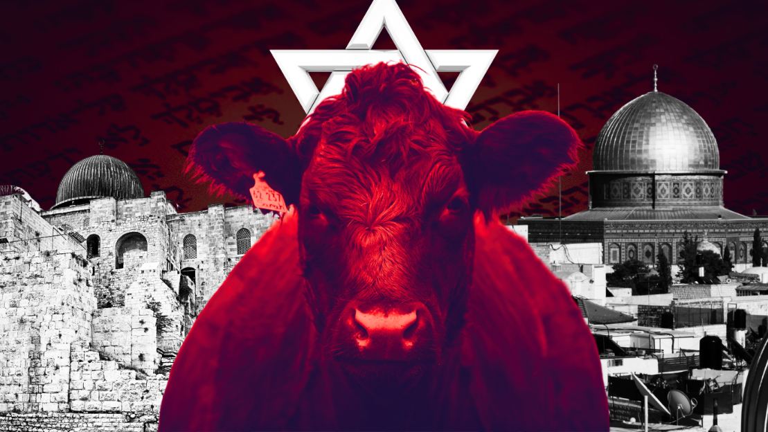 Red Heifer Project: Israel Government Part of Plan to Build Temple at Al-Aqsa
