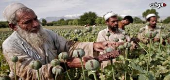 رغبة الأفغان الباطنة في العودة إلى زراعة الأفيون